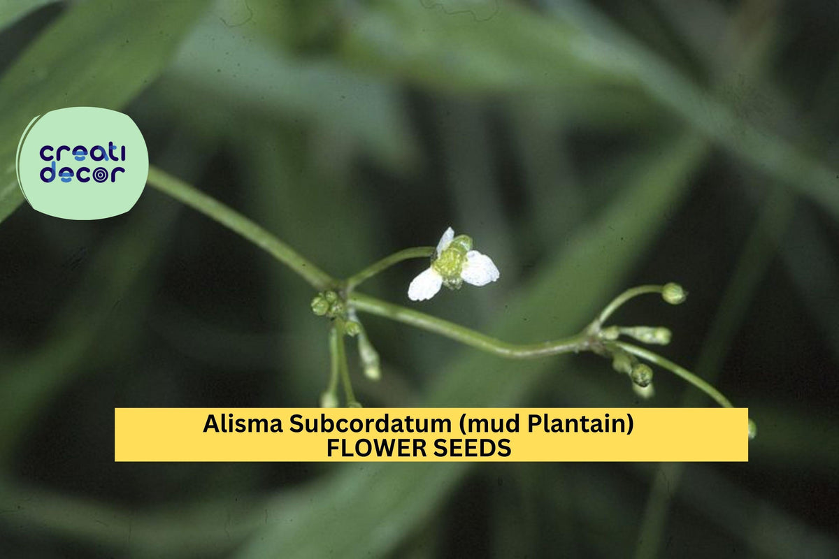 Mud Plantain Seeds - 3pcs 250mg Alisma subcordatum - Aquatic Plant for Wetland Gardens, Ponds, and Biodiversity Landscaping