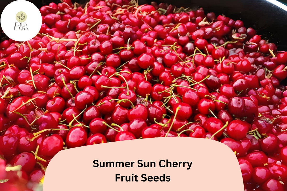 10+ Summer Sun Cherry Seeds – Sweet, Juicy, High-Yield Cherry Tree for Home Gardens