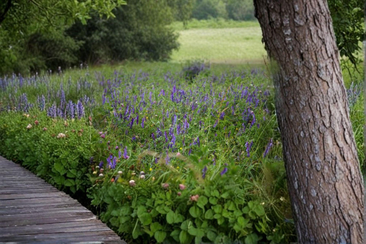Hairy Vetch Seeds - 100 Pack - Purple Bounty Cover Crop - Vicia villosa - Nitrogen-Fixing Annual Legume for Soil Improvement