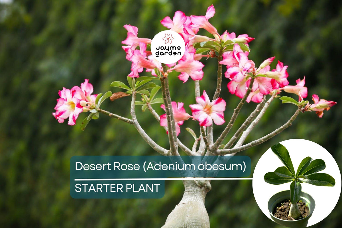 Desert Rose Starter Plant | Adenium obesum | Unique Bonsai-Like Shape | Flowering Indoor/Outdoor Succulent Plant