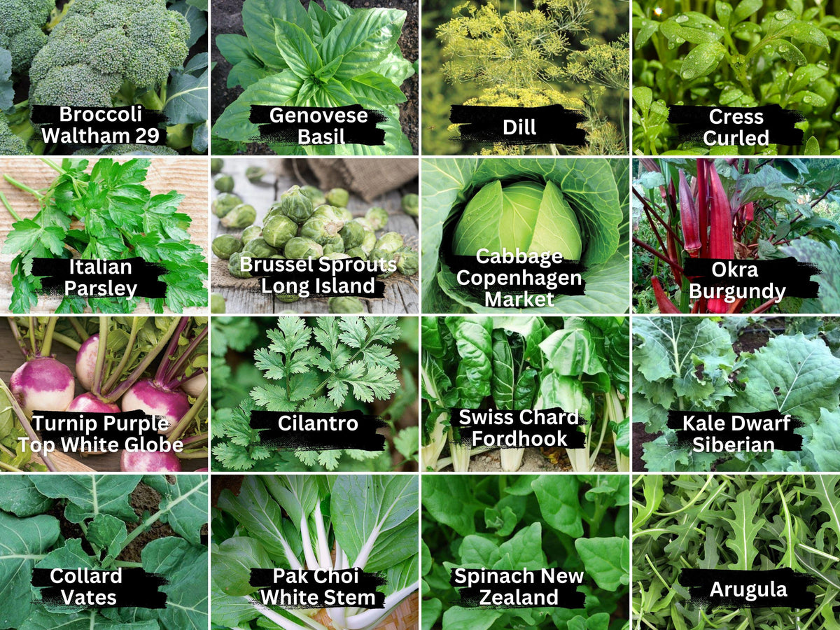 16 Vegetable & Herb Seeds Variety Pack - Heirloom Non-GMO - Kale, Basil, Broccoli, Dill, Pak Choi, and More - Gardening Seeds