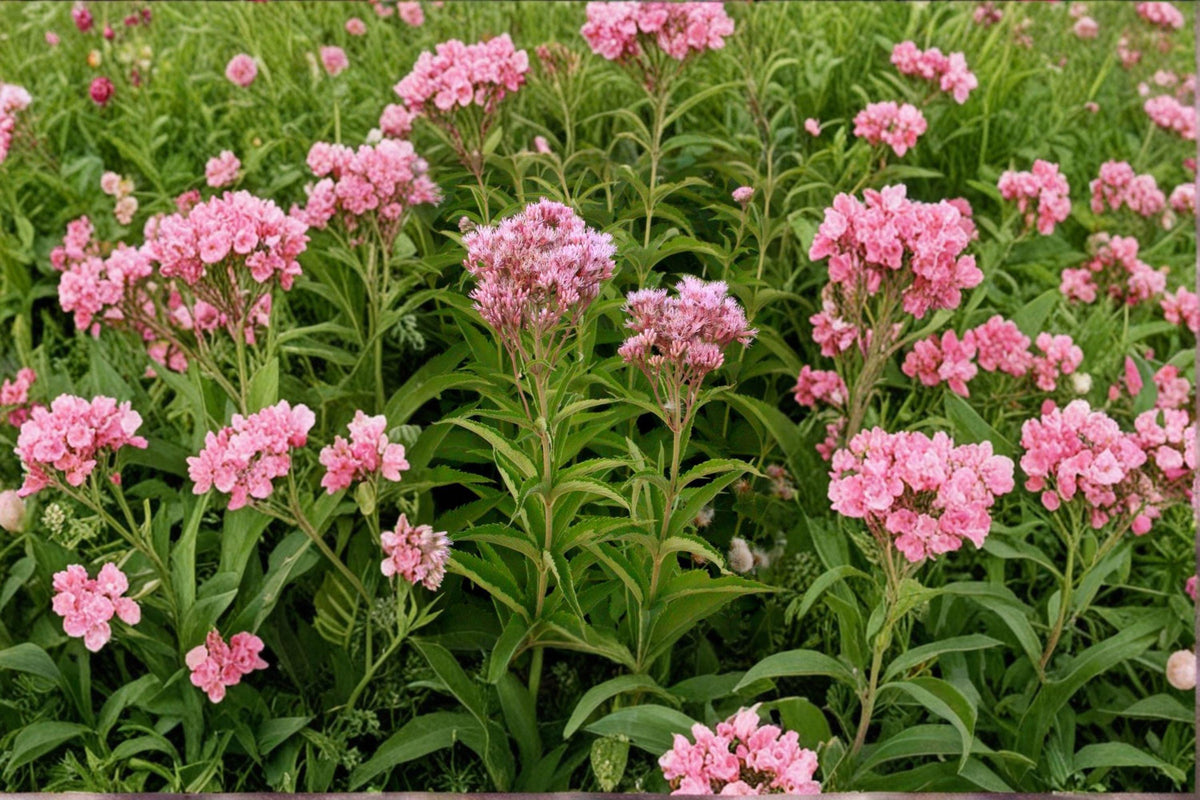 Joe Pye Weed Seeds | 100 Count | Eutrochium maculatum | Native Pollinator Wildflower for Butterfly Gardens