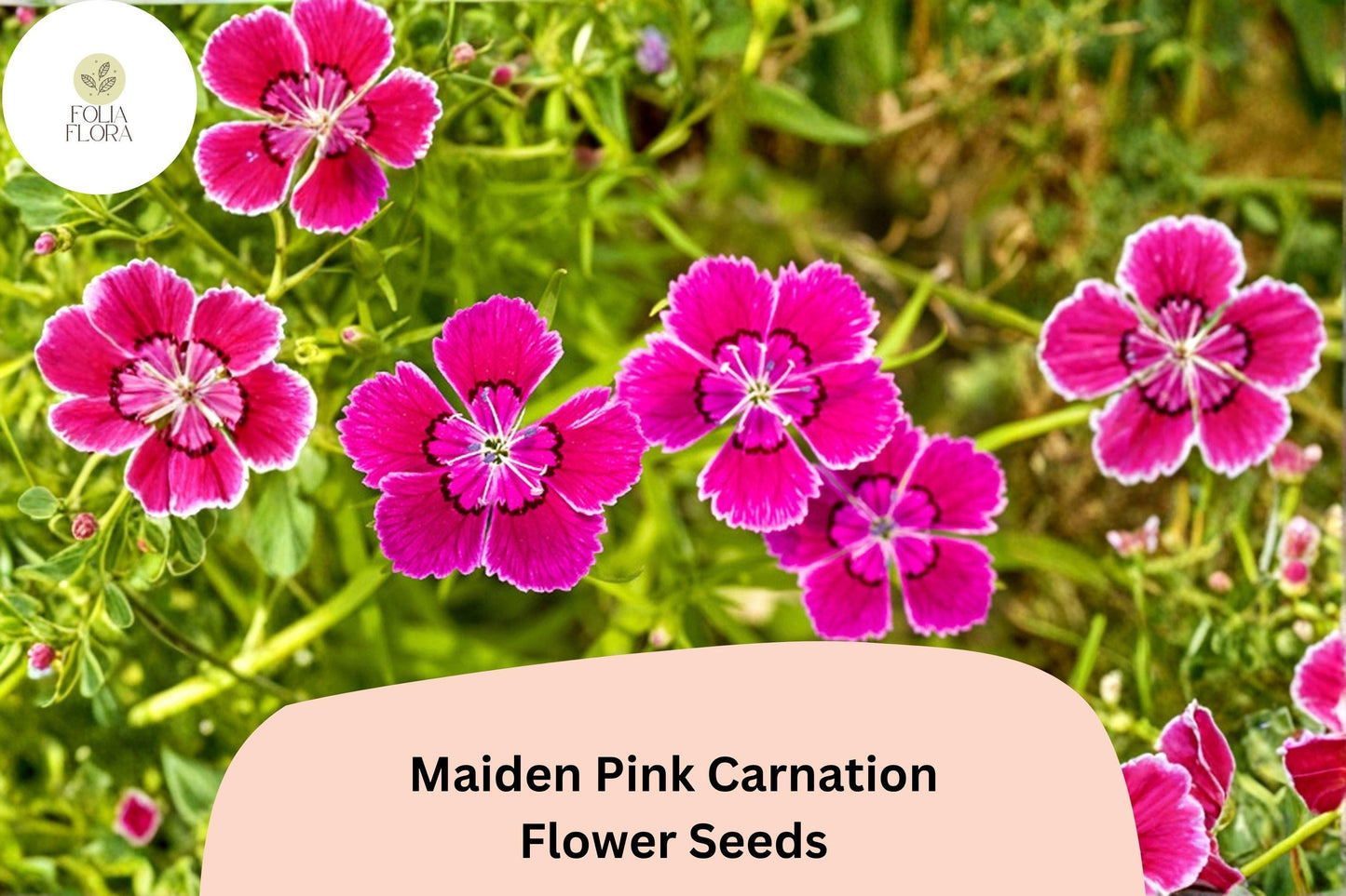 200+ Maiden Pink Carnation Seeds | Dianthus deltoides | Pink Ground Cover Flowers for Garden Edging