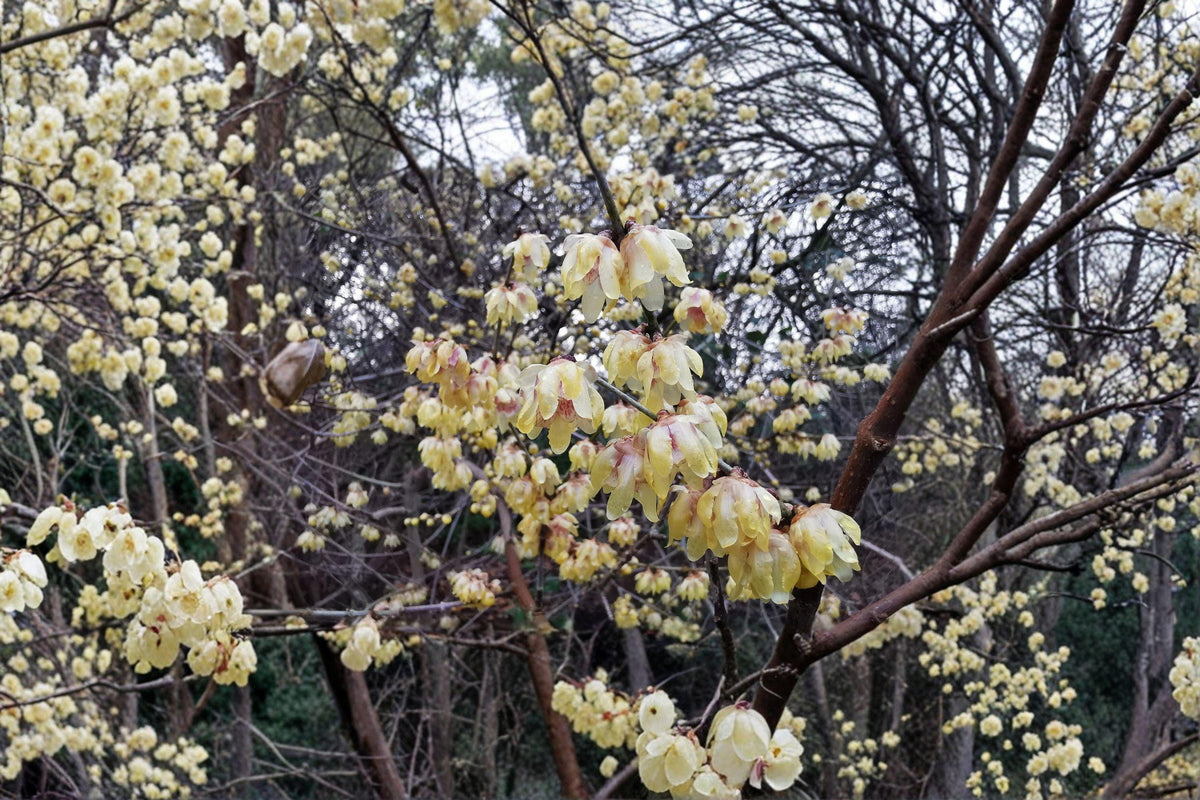 Wintersweet Seeds - 10 Rare Chimonanthus praecox Seeds for Fragrant Winter Blooms - Unique Flowering Shrub for Cold-Season Gardens