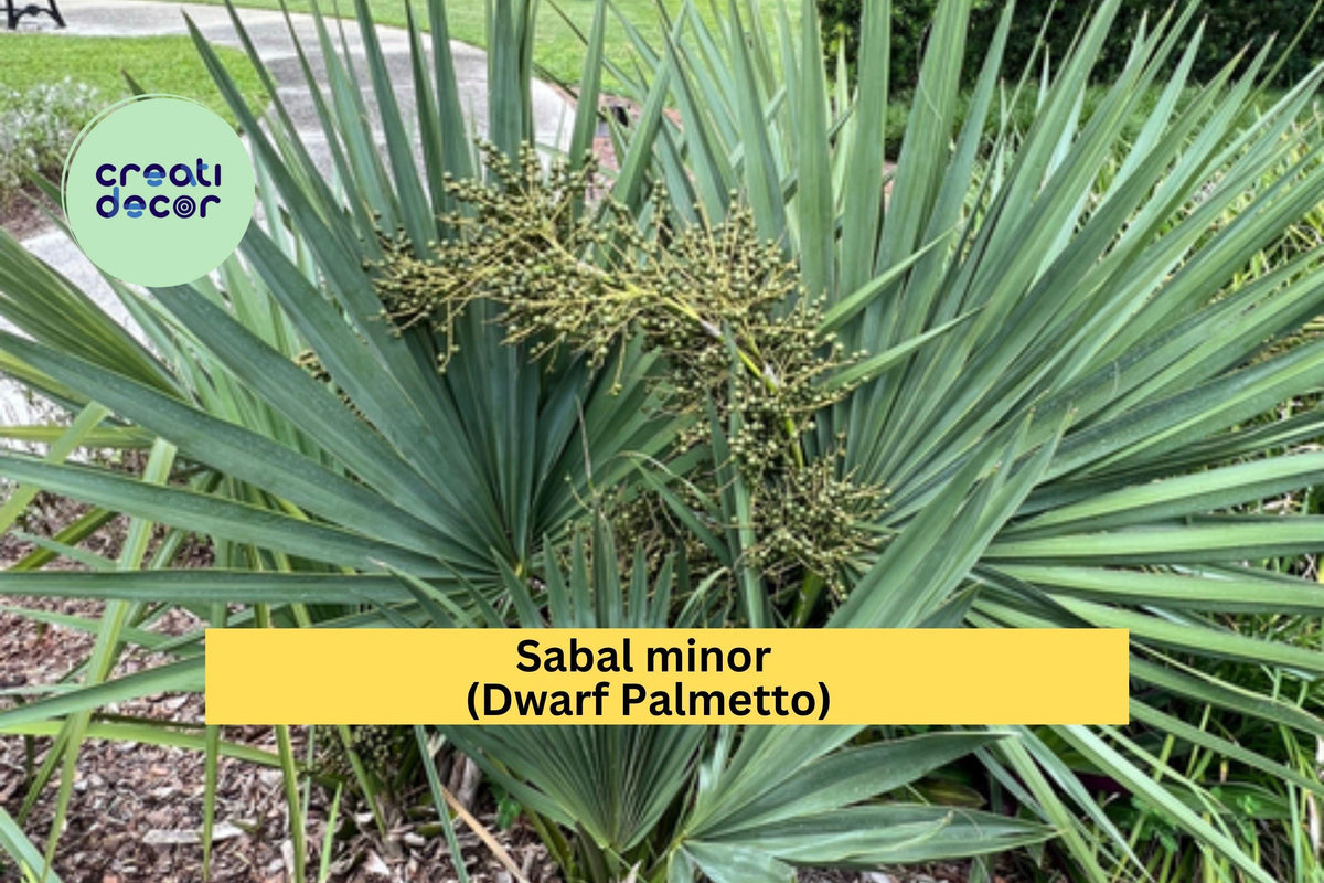 Sabal Minor Palm Seedlings 10 Pack - Dwarf Palmetto - Cold Hardy Native Palm - Sabal minor for Landscaping & Containers