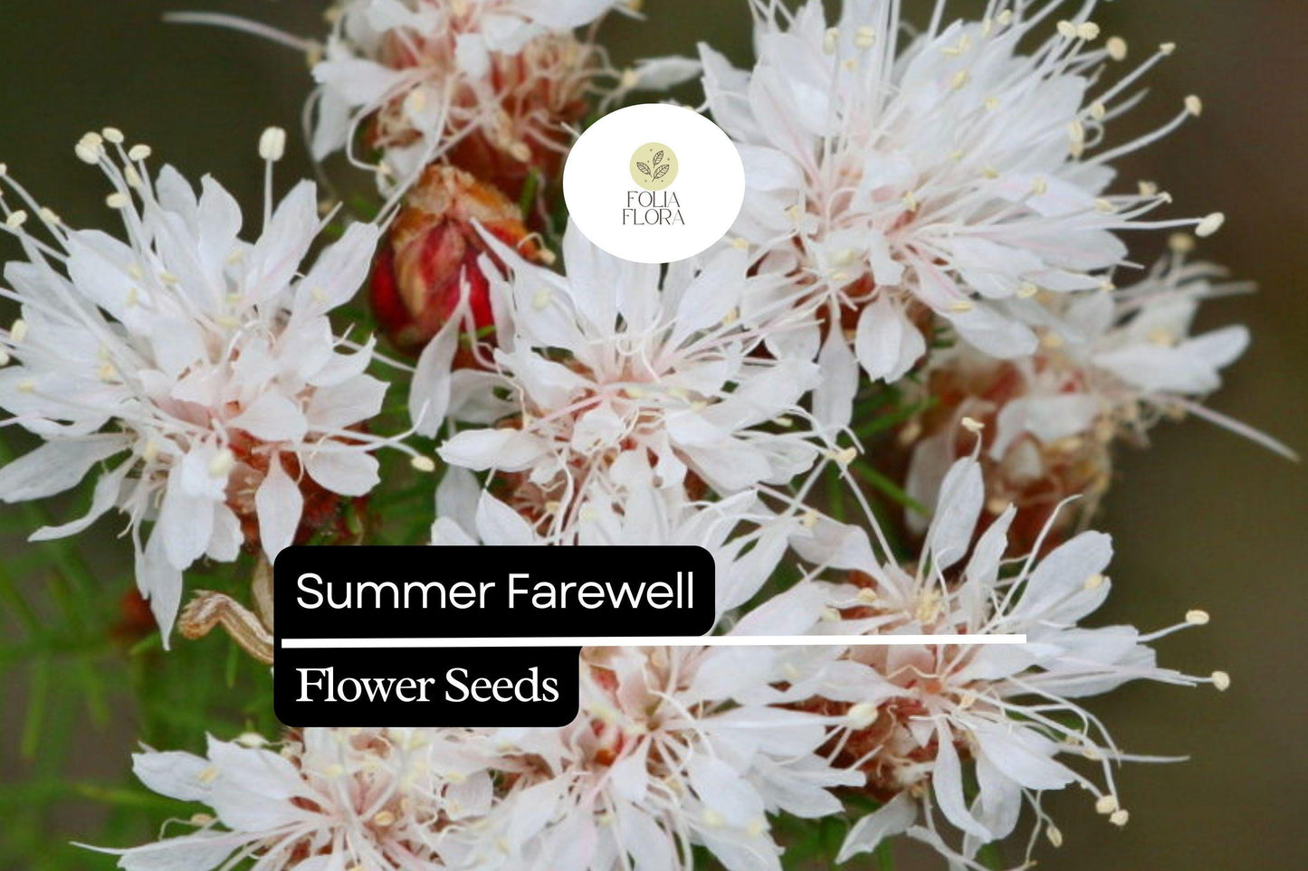 Summer Farewell Seeds (Dalea pinnata) - 25 Seeds, Late-Season Pink to Lavender Blooms, Drought-Tolerant Native Wildflower