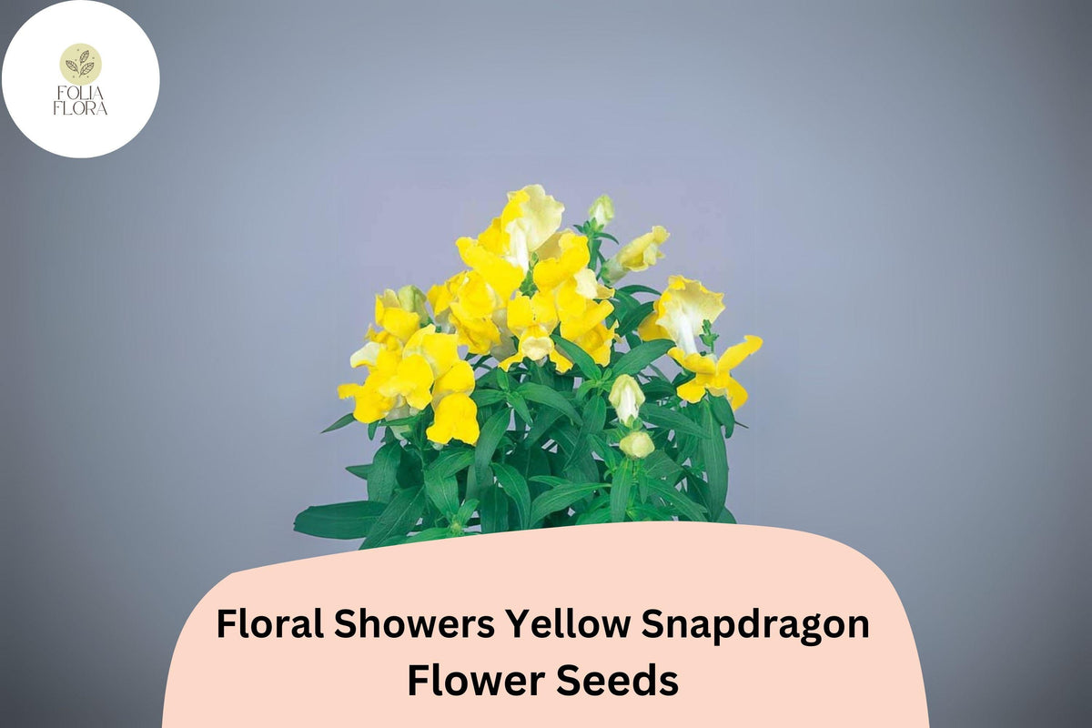 Yellow Snapdragon Seeds | 1000+ Seeds | Compact Dwarf Variety | Antirrhinum majus | Bright Yellow Blooms for Garden & Containers