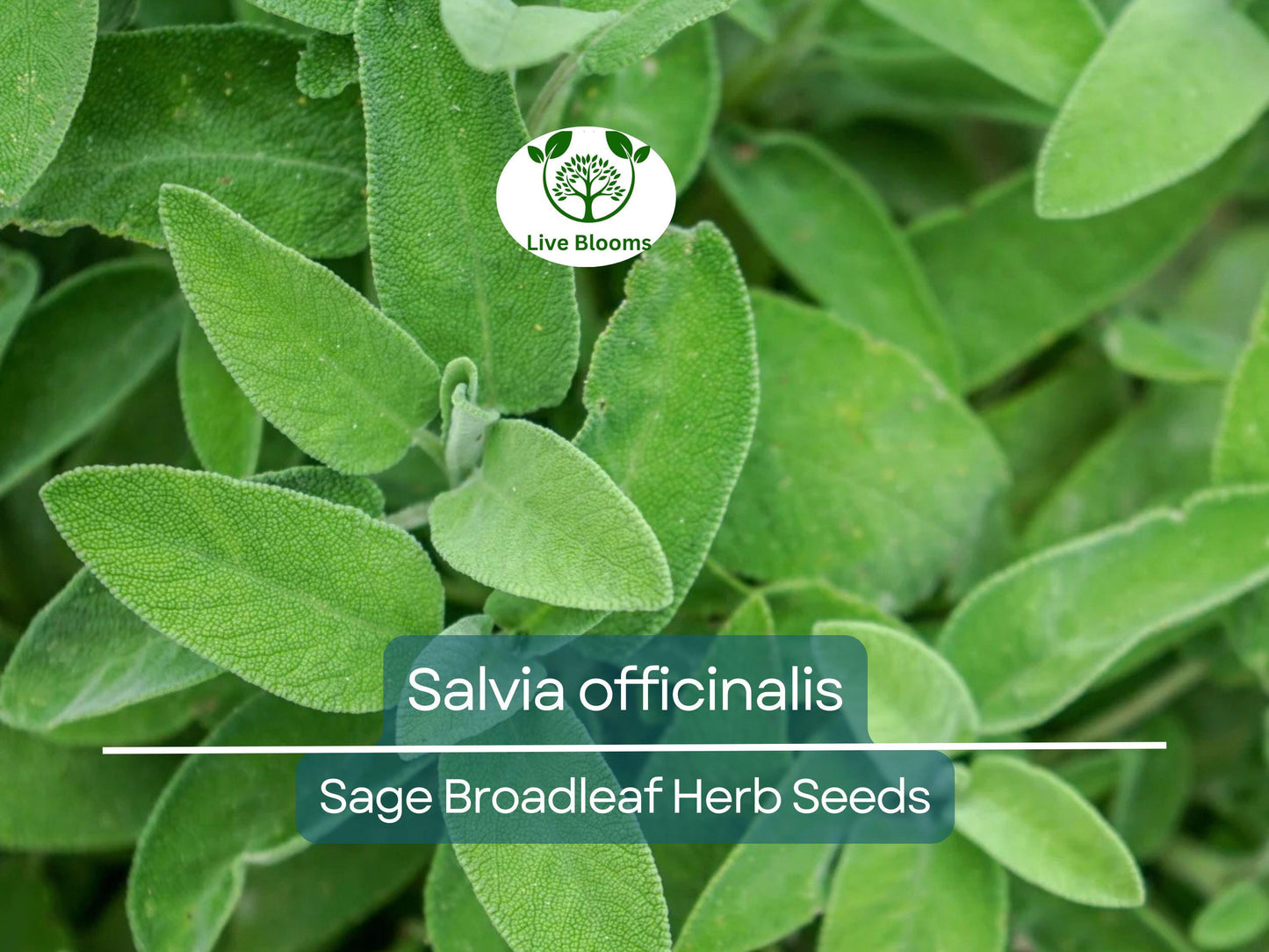 30 Sage Broadleaf Seeds - Salvia officinalis Culinary Herb, Easy to Grow, Organic Non-GMO