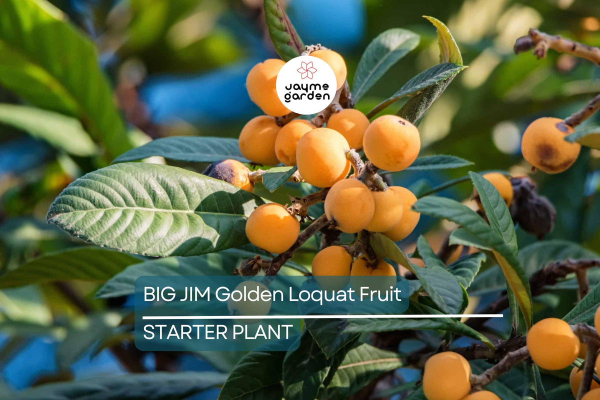 BIG JIM Loquat Fruit Tree Starter Plant - Eriobotrya japonica - Tropical Japanese Plum, Big Juicy Fruit, Easy to Grow
