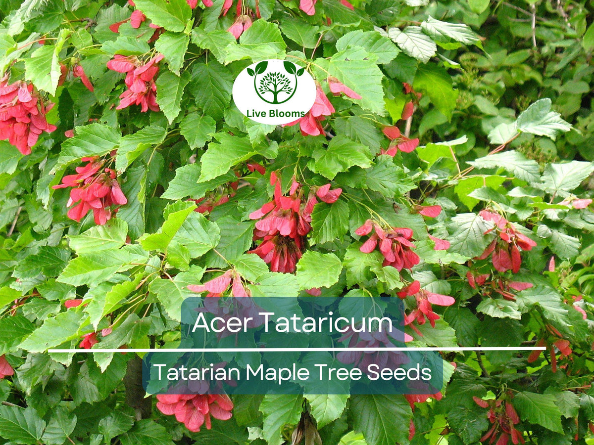 10 Seeds Tatarian Maple Acer Tataricum - Hardy Fast-Growing Shade Tree for Landscaping & Gardens, Vibrant Fall Colors