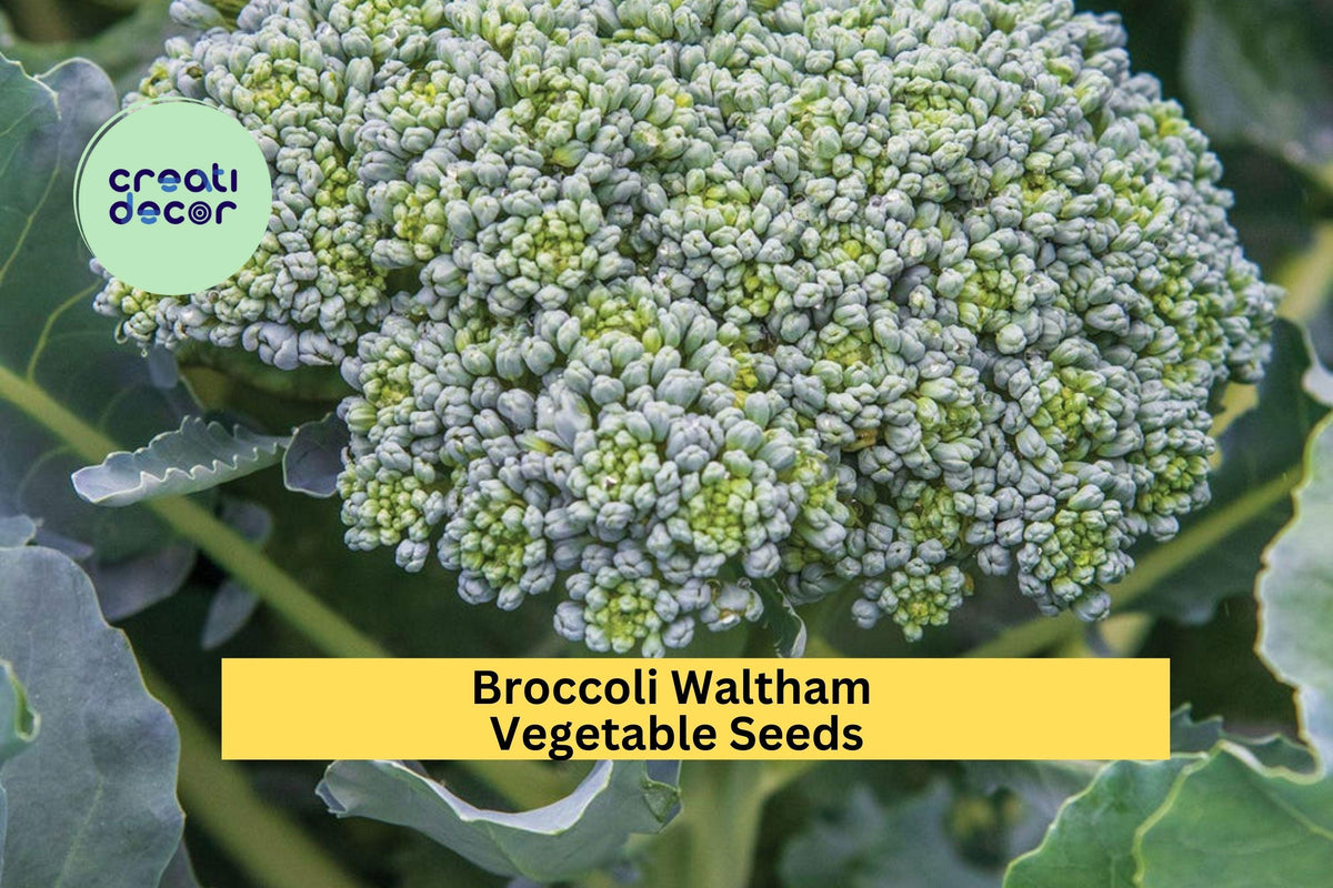Broccoli Seeds 3pcs x 1g Heirloom Waltham Variety Brassica oleracea for Garden Beds & Containers - Cold Tolerant Green Vegetable