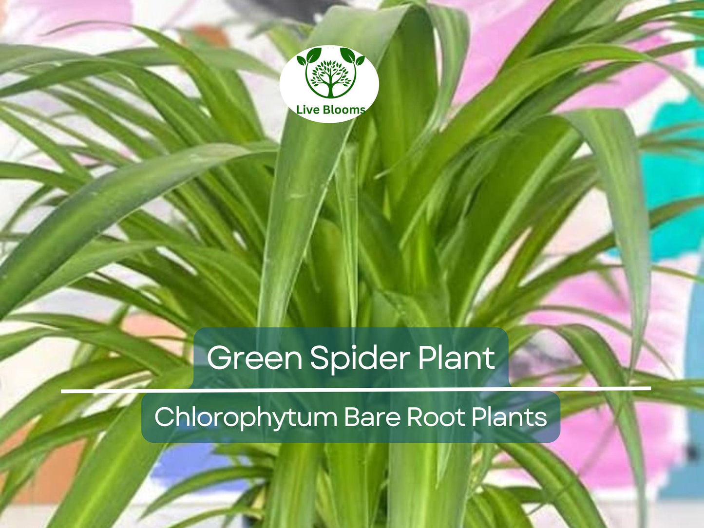 Spider Plant Chlorophytum comosum Pup - Easy-Care Air-Purifying Houseplant Bare Root