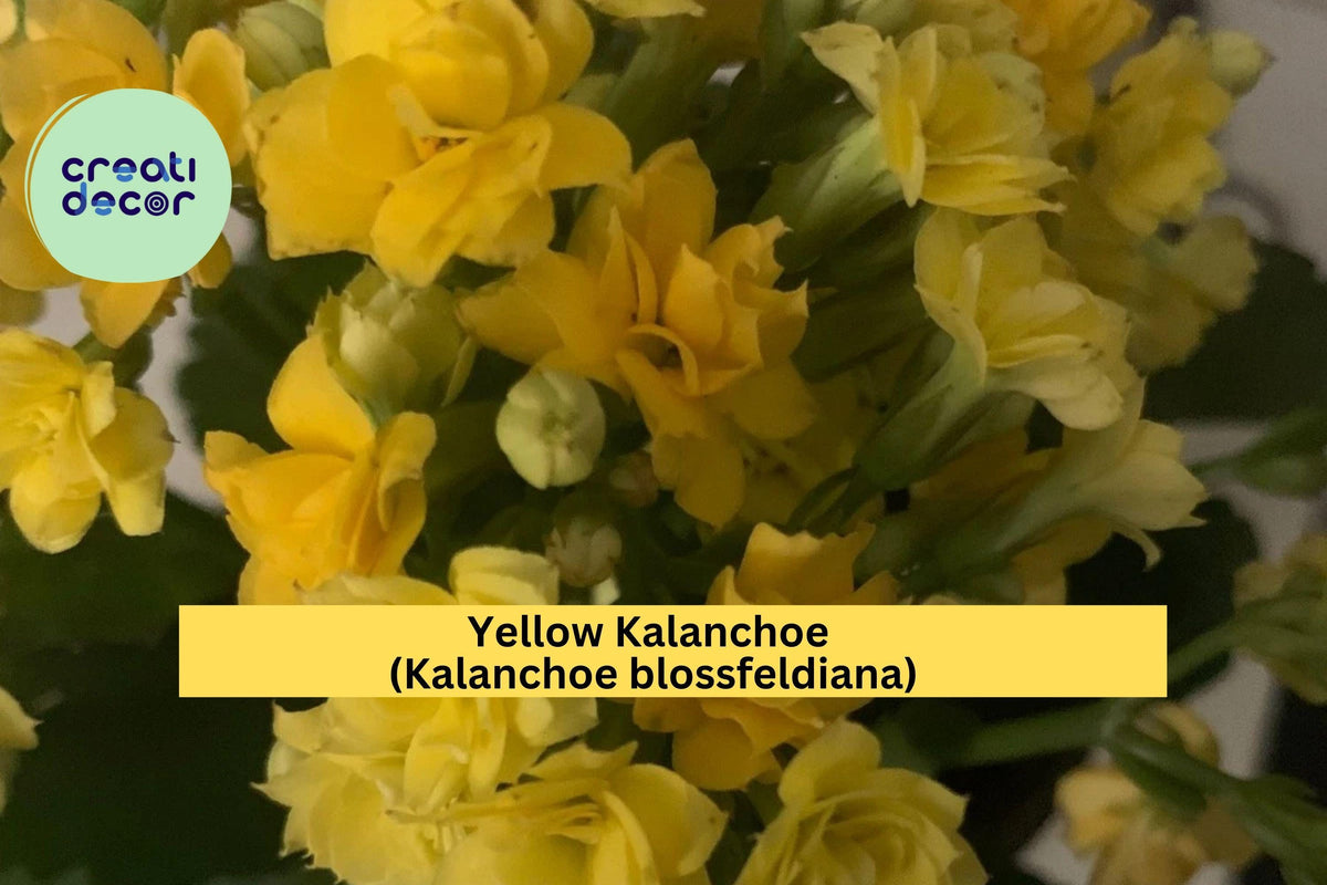 Yellow Kalanchoe Plant in Pot - Live Succulent with Bright Yellow Blooms, Kalanchoe blossfeldiana for Indoor or Outdoor Decor