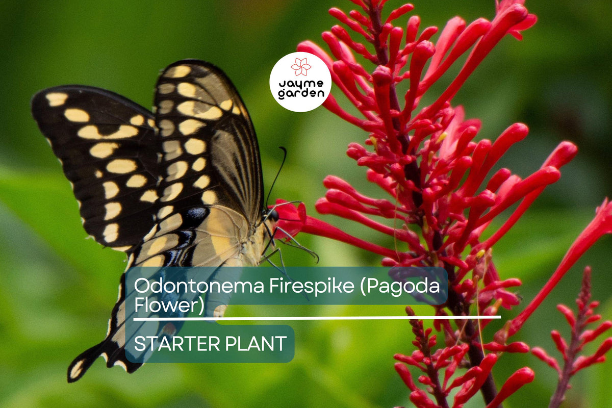 Live Odontonema Firespike Plant | Vibrant Red Pagoda Flower | Hummingbird & Butterfly Magnet | Odontonema strictum