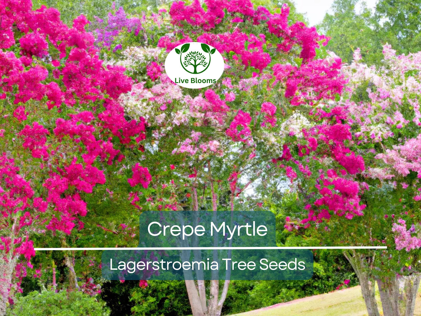 100 Crepe Myrtle Tree Seeds - 6 Vibrant Colors, Hardy Ornamental Tree with Long-Lasting Summer Blooms