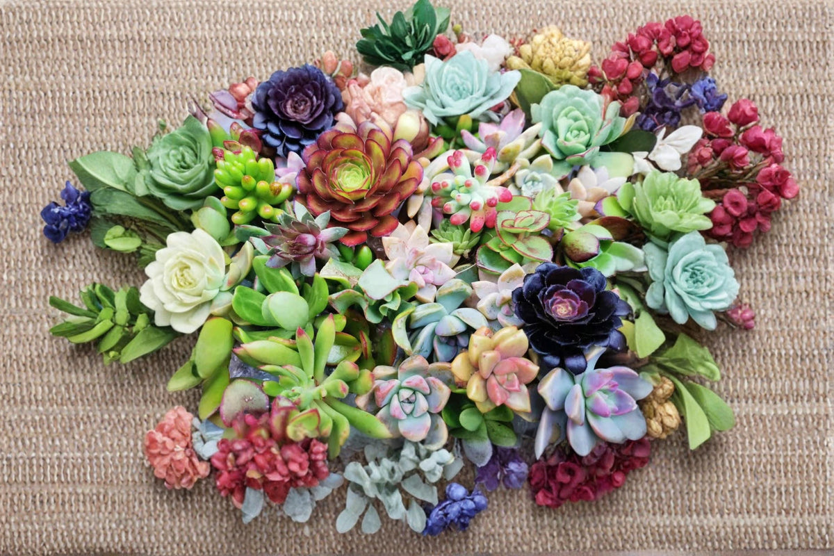Assorted Succulent Cuttings 20 Pack - 18 Varieties for Propagation - Mixed Genera - Drought-Tolerant Plants for Arrangements