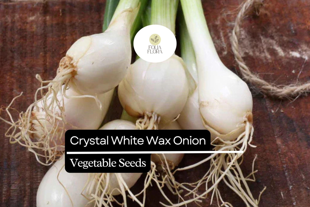 200 Seeds Crystal White Wax Onion - Mild & Sweet Pearl Onion Variety Allium Cepa