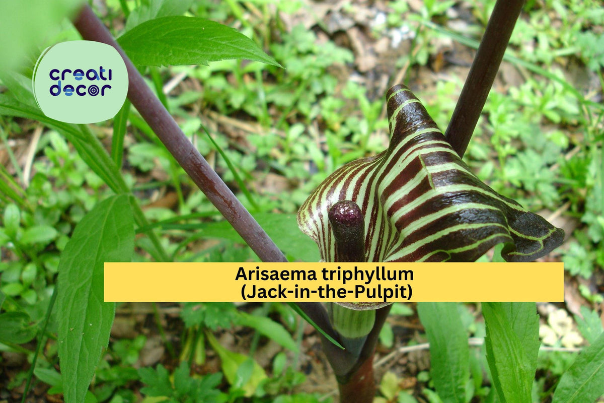 Arisaema triphyllum Seeds – Jack-in-the-Pulpit Native Woodland Plant for Shade Gardens, 5 Seeds