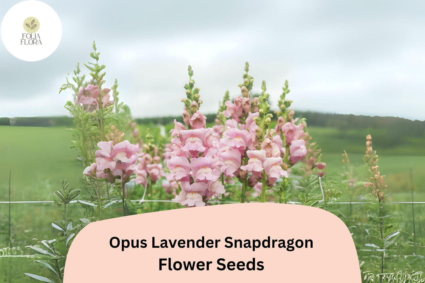 Antirrhinum majus Opus Lavender Snapdragon Seeds – 1000+ Soft Lavender Blooms for Garden & Cut Flowers