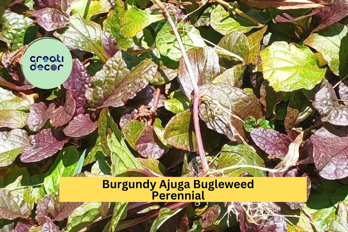 10 Burgundy Ajuga Bugleweed Plants - Hardy Perennial Ground Cover with Purple Blooms and Burgundy Foliage