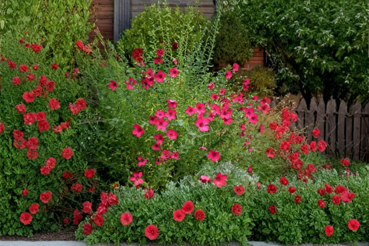 Scarlet Flax Seeds | 100 Seeds | Brilliant Red Blooms | Linum grandiflorum rubrum | Easy Annual Wildflower