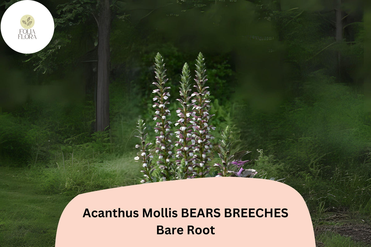 Bear’s Breeches Plant | 6” Live Acanthus mollis | Purple White Flowers | Hardy Perennial for Garden Borders