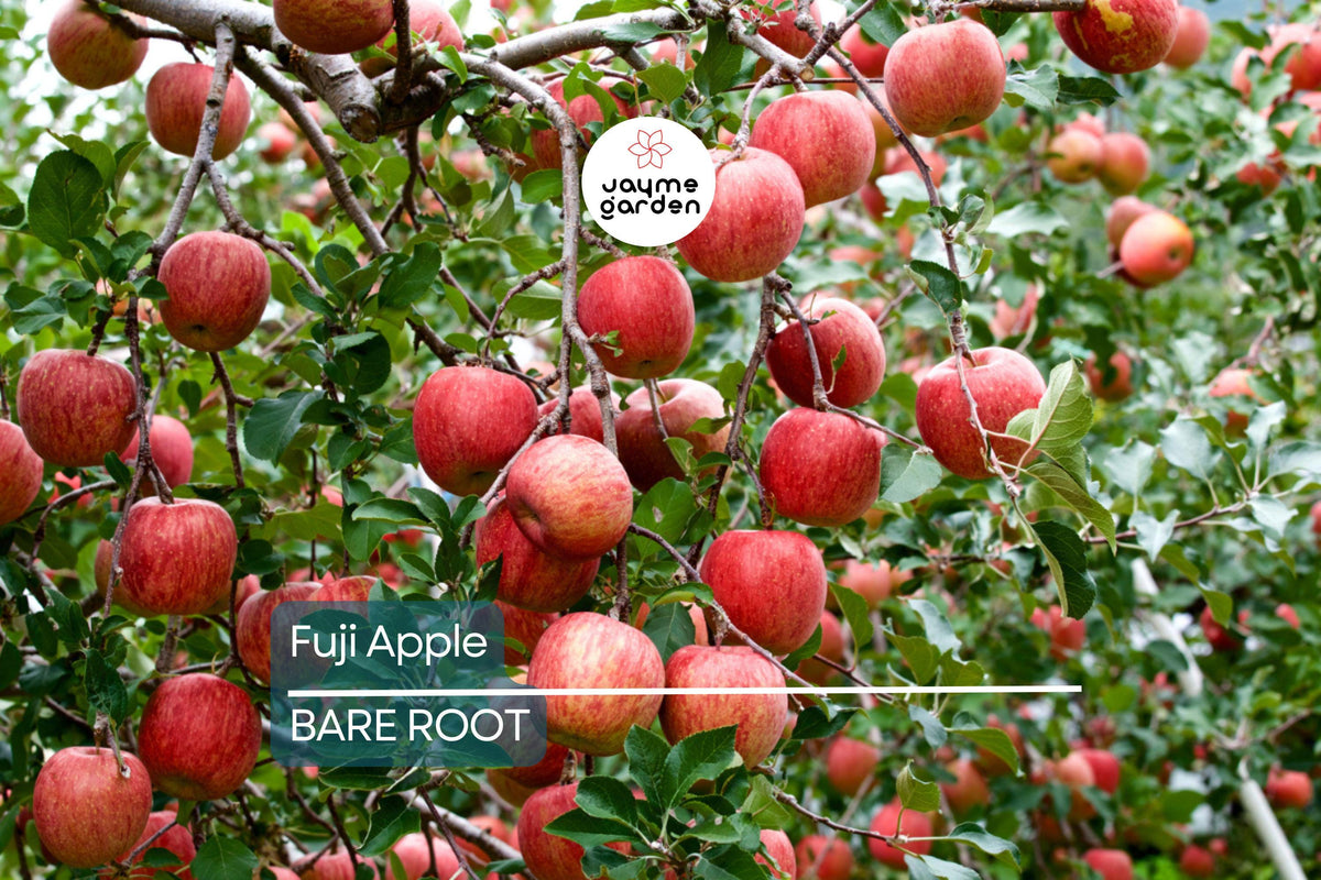Fuji Apple Tree Live Plant - 2-3 Ft Bare Root Semi-Dwarf - Malus domestica 'Fuji' - Sweet Cold Hardy Fruit Tree for Home Orchard