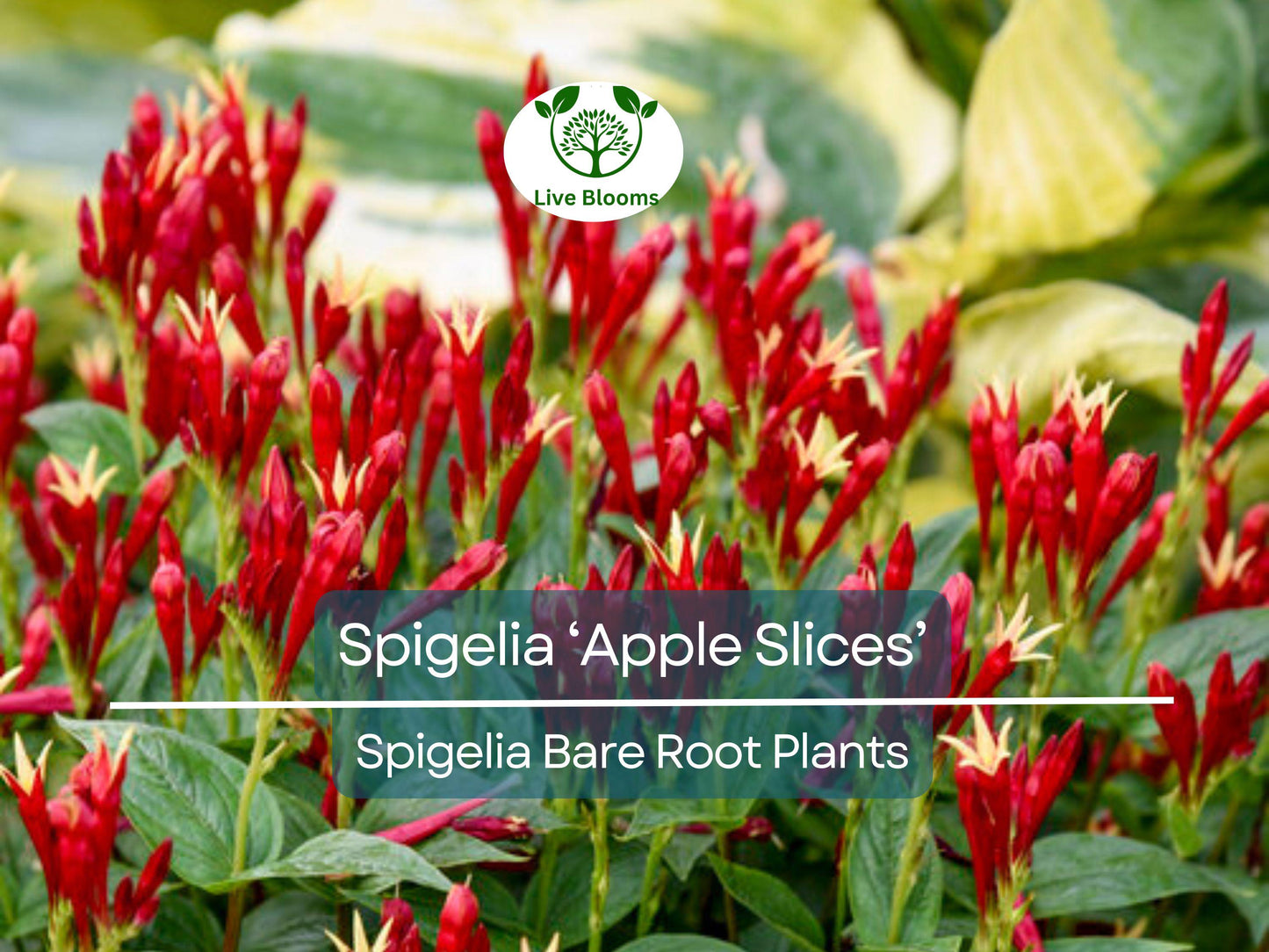 Spigelia ‘Apple Slices’ Bare Root Plant – Native Shade Perennial with Red & Yellow Blooms