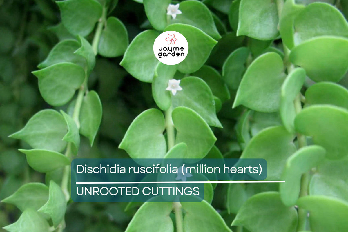 Dischidia Ruscifolia Cutting | 1 Unrooted Million Hearts Vine | Easy-Care Indoor Plant | Trailing Heart-Shaped Foliage
