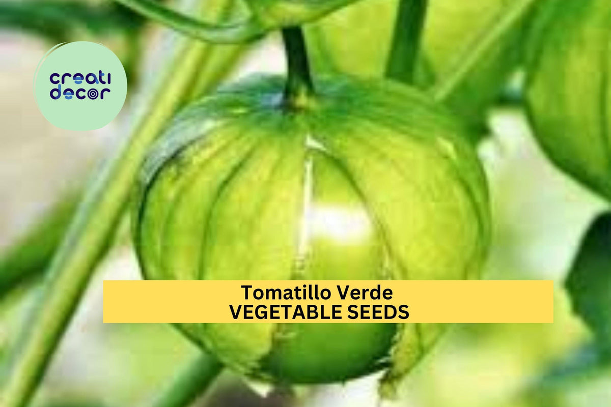 Tomatillo Seeds - 3pcs 100mg Green Husk Tomato (Physalis philadelphica) for Salsa Verde & Cooking - Easy Grow Vegetable Seeds