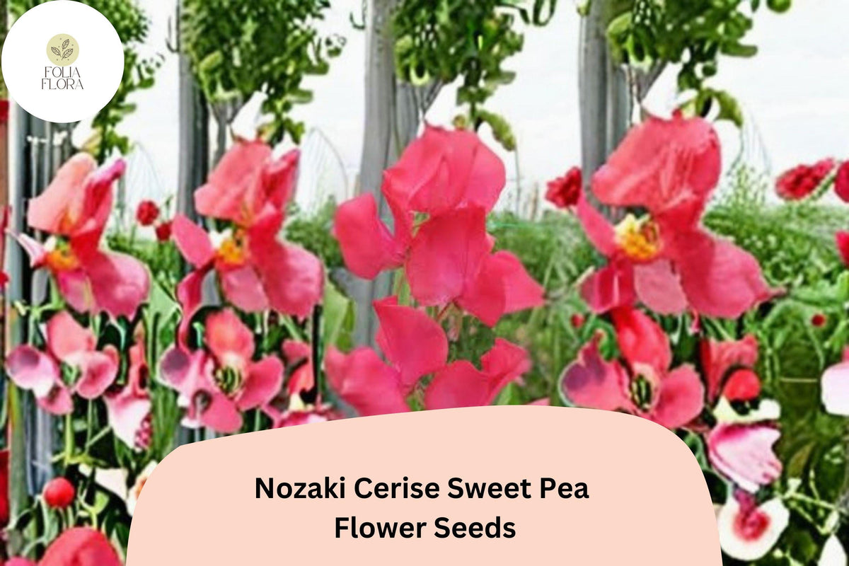 Nozaki Cerise Sweet Pea Seeds | 50+ Cerise Pink Climbing Vine Seeds | Lathyrus odoratus for Garden Trellises and Arches