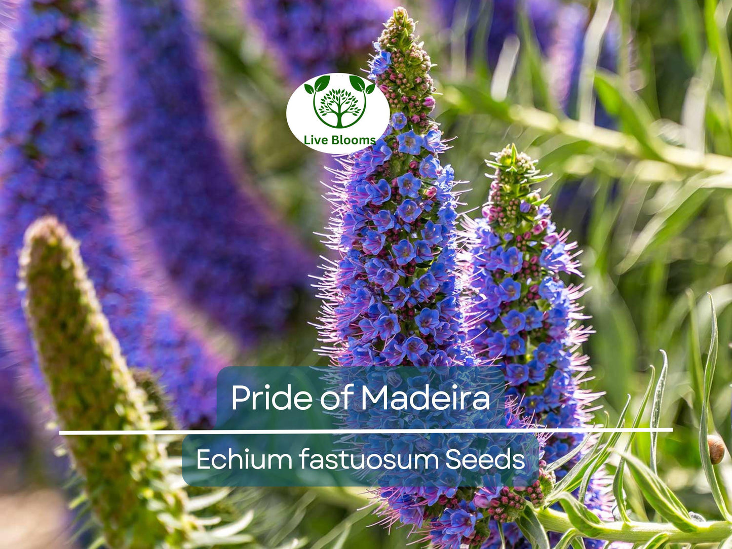 50 Pride of Madeira Seeds (Echium fastuosum) | Hardy Blue Bugloss Flowering Plant for Pollinator Gardens