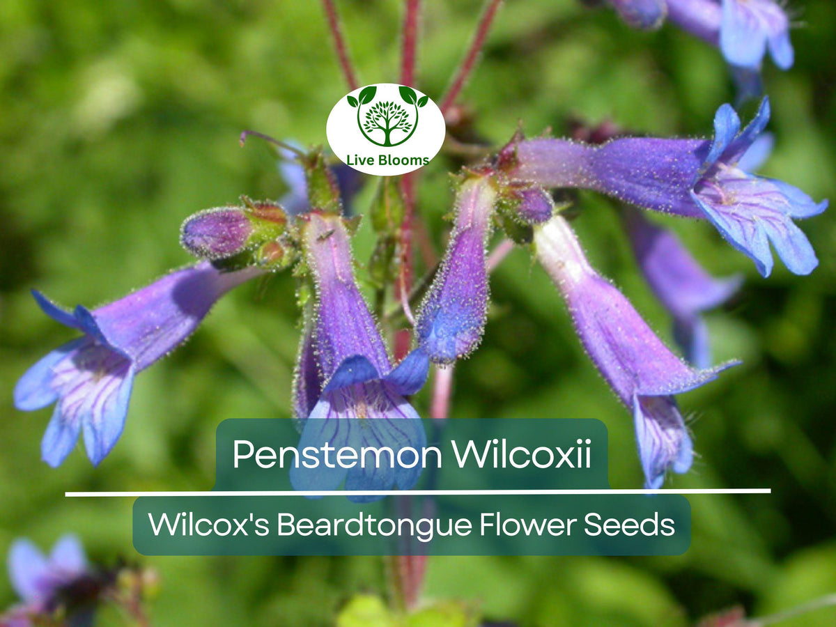 100 mg Seeds Penstemon Wilcoxii Wilcox's Beardtongue Native Wildflower for Pollinator Gardens Drought-Resistant Perennial