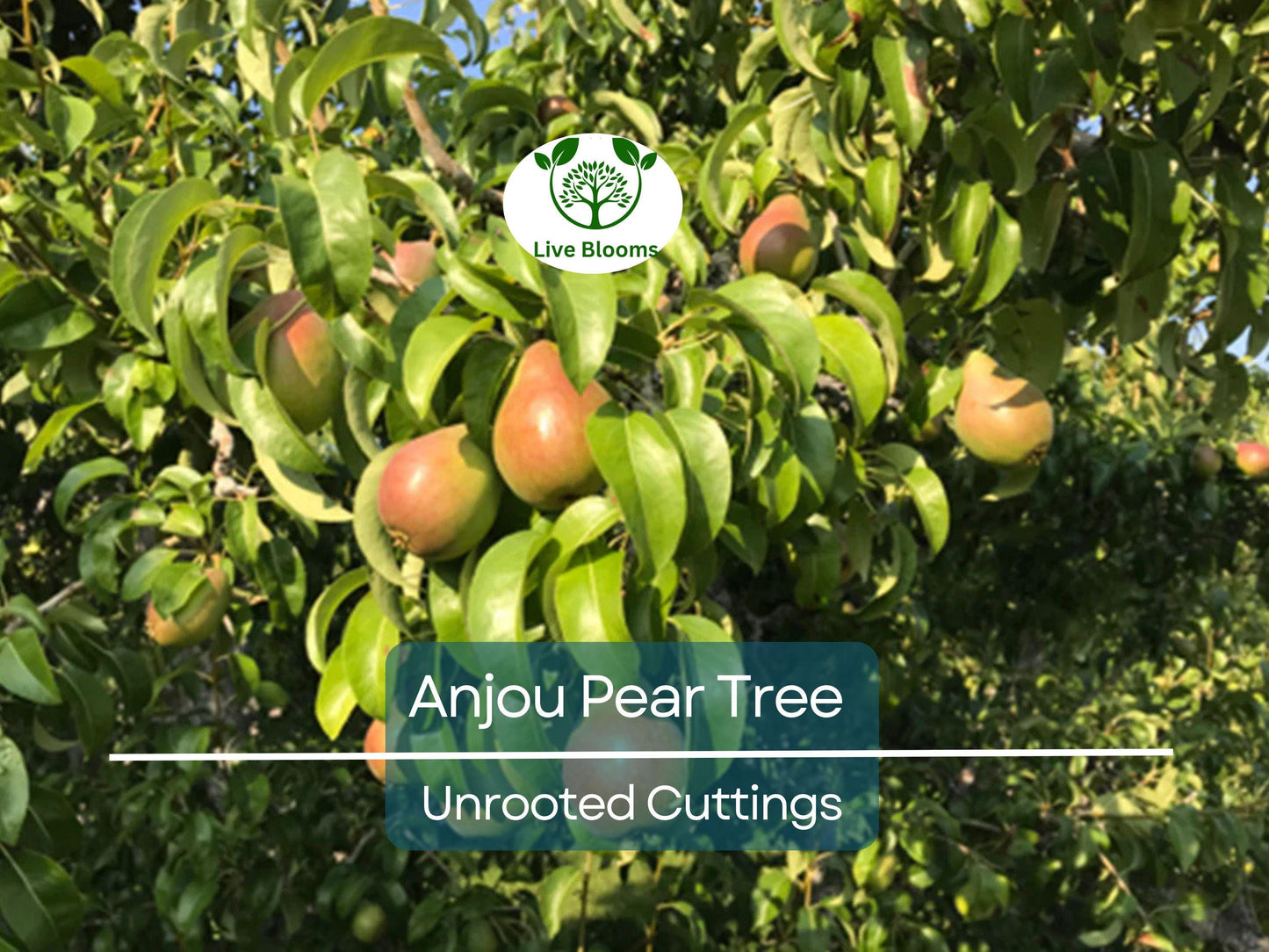 8 Green Anjou Pear Tree Cuttings 7-10" for Propagation - Pyrus communis Sweet Fruit