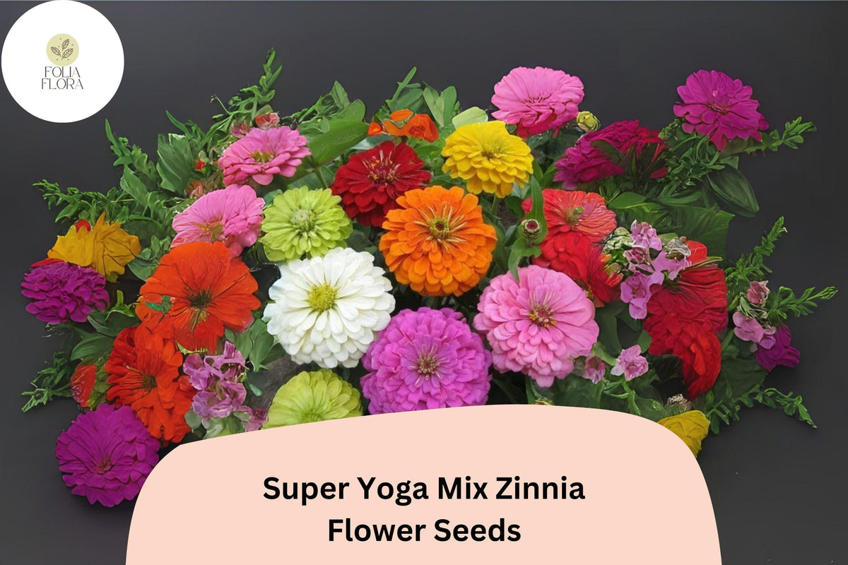 100+ Zinnia Seeds - Super Yoga Mix, Colorful Annual Flowers for Garden & Bouquets, Zinnia elegans