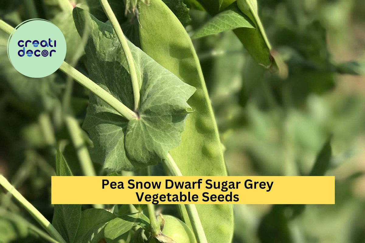 Dwarf Sugar Grey Snow Pea Seeds - 3pcs 5g Edible Pod Seeds for Stir-Frys, Pisum sativum var. macrocarpon, Compact Plants
