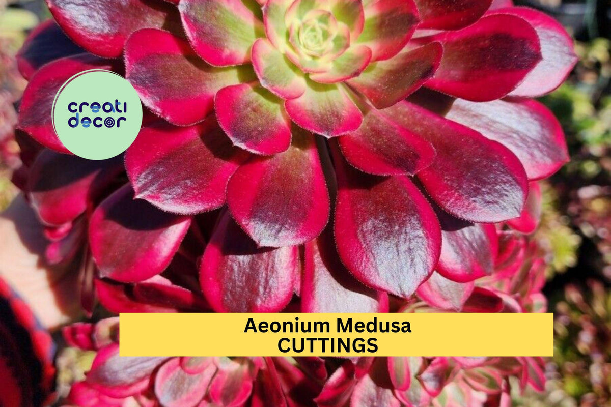 Aeonium ‘Medusa’ Cutting - Rare Succulent Rosette with Twisted Foliage, Unrooted Starter