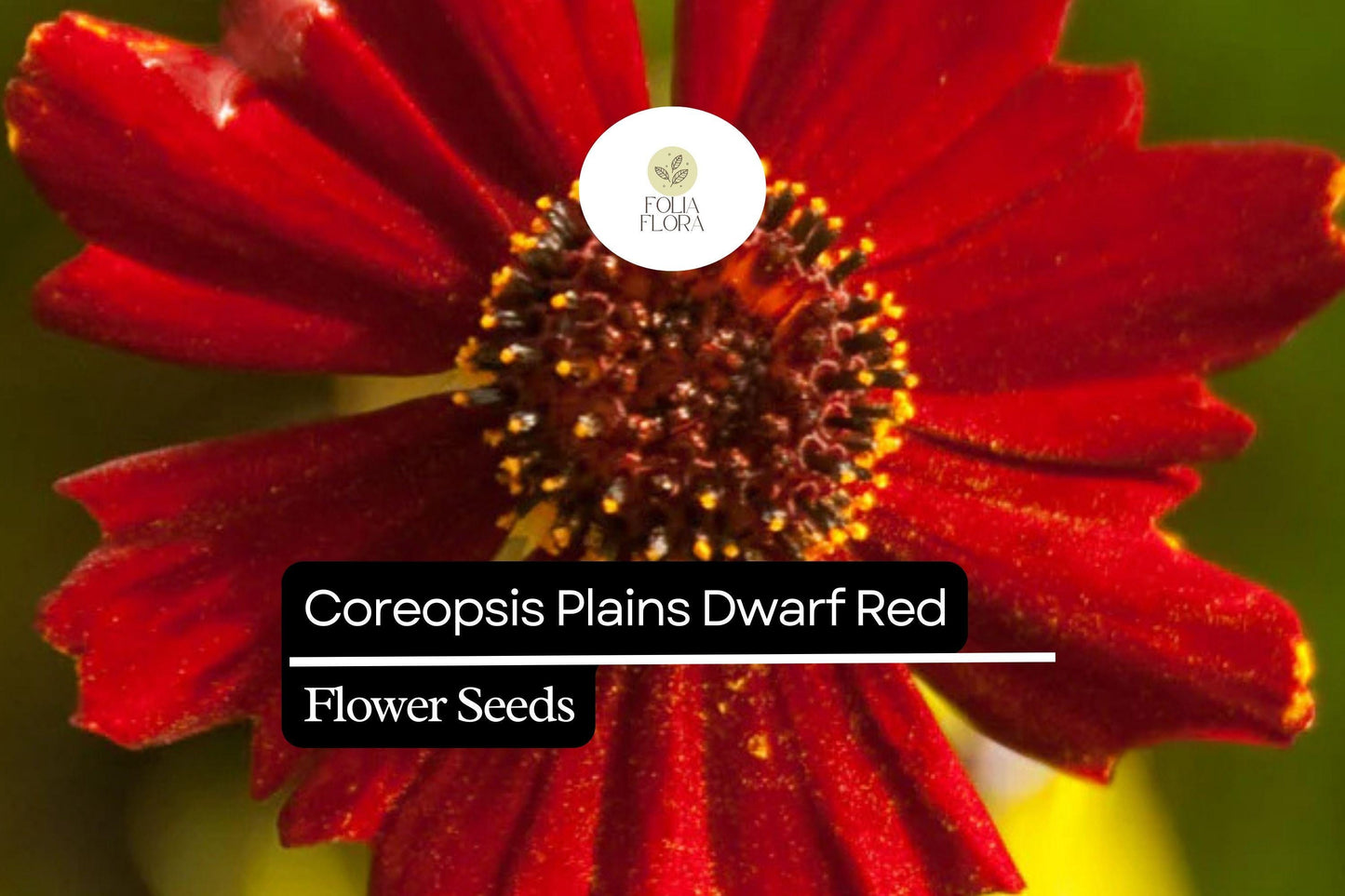 100mg Coreopsis Plains Dwarf Red Seeds - Compact Red Wildflower Blooms, Coreopsis tinctoria