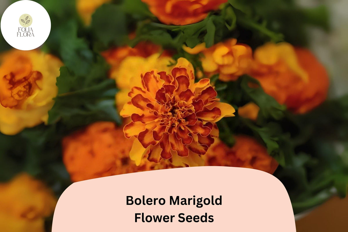 25+ Bolero Marigold Seeds | French Dwarf Variety | Red & Gold Bi-Color Blooms | Tagetes patula | Easy Annual Flower