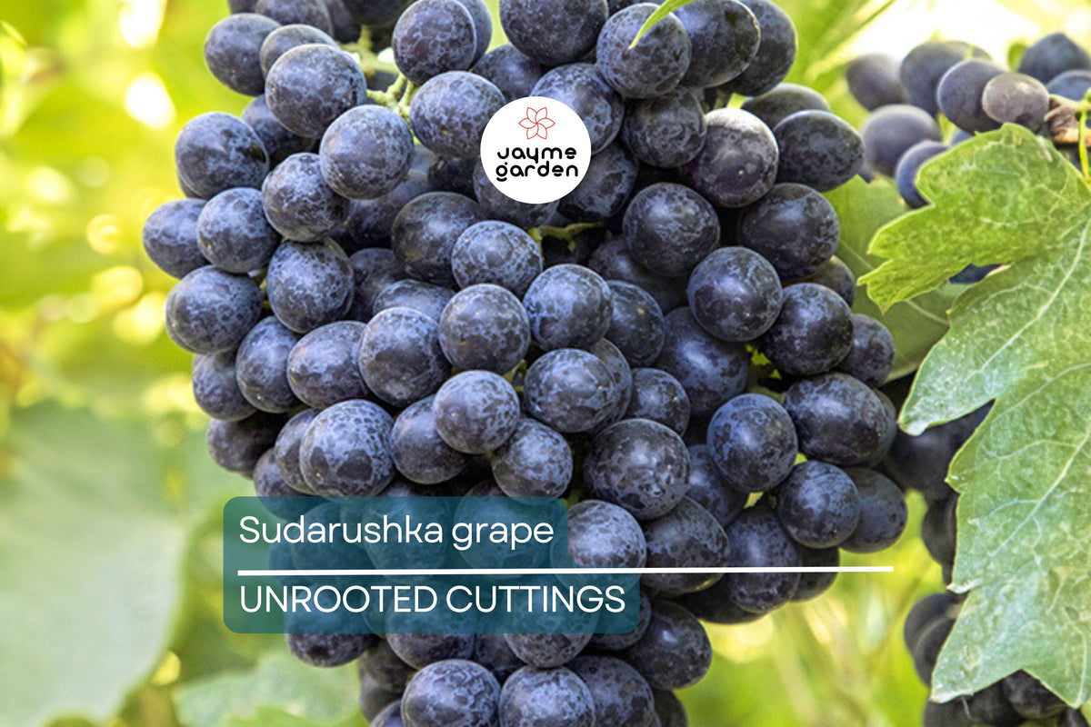 Sudarushka Grape Cuttings | 2 Hardwood Cuttings | Easy to Root, Early Ripening | Vitis vinifera ‘Sudarushka’ | Imported from Ukraine