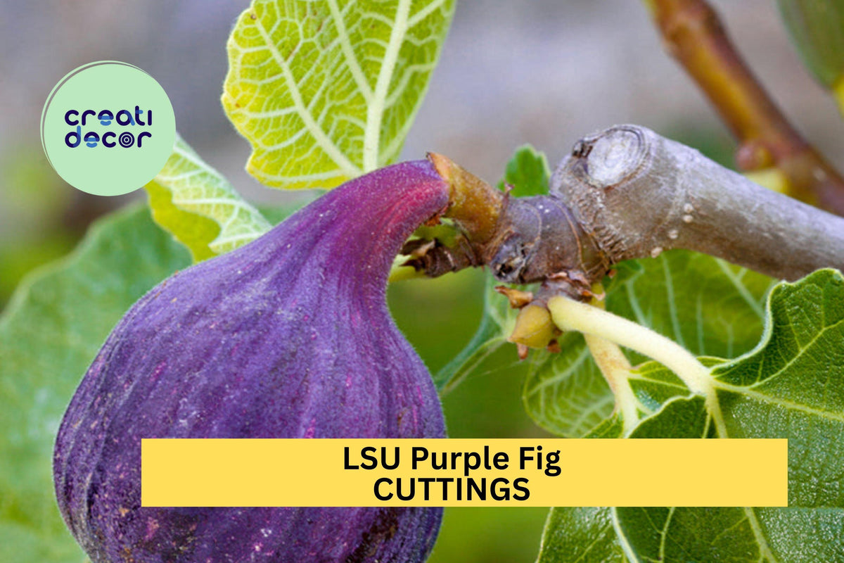 5 LSU Purple Fig Scion Cuttings – Unrooted Hardwood Cuttings for Grafting or Propagation, Sweet Fruit Variety