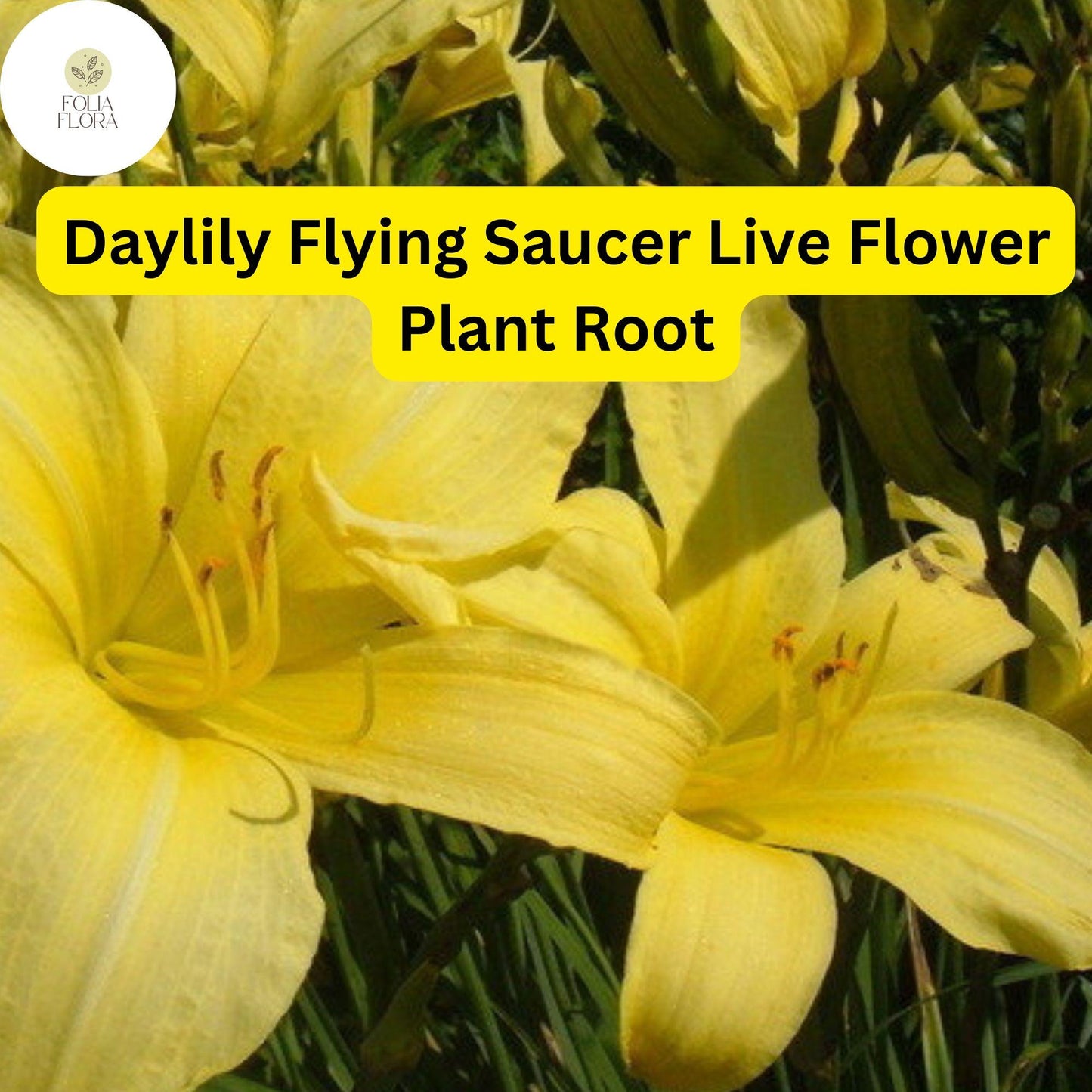 Hemerocallis ‘Flying Saucer’ Daylily - Bright Yellow Perennial Flower, 1 Live Root
