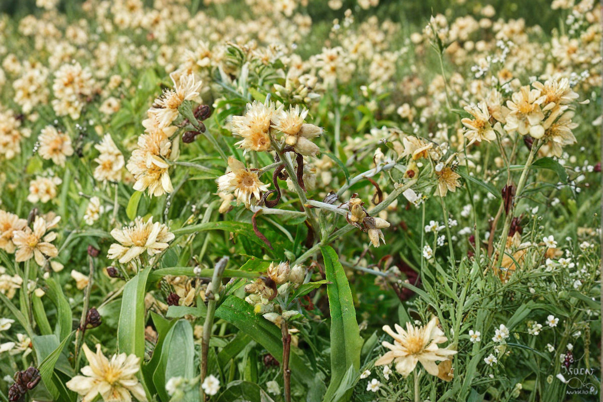 Sweet Everlasting Seeds – 500 Pack – Native Annual Wildflower, Fragrant Blooms, Pseudognaphalium obtusifolium