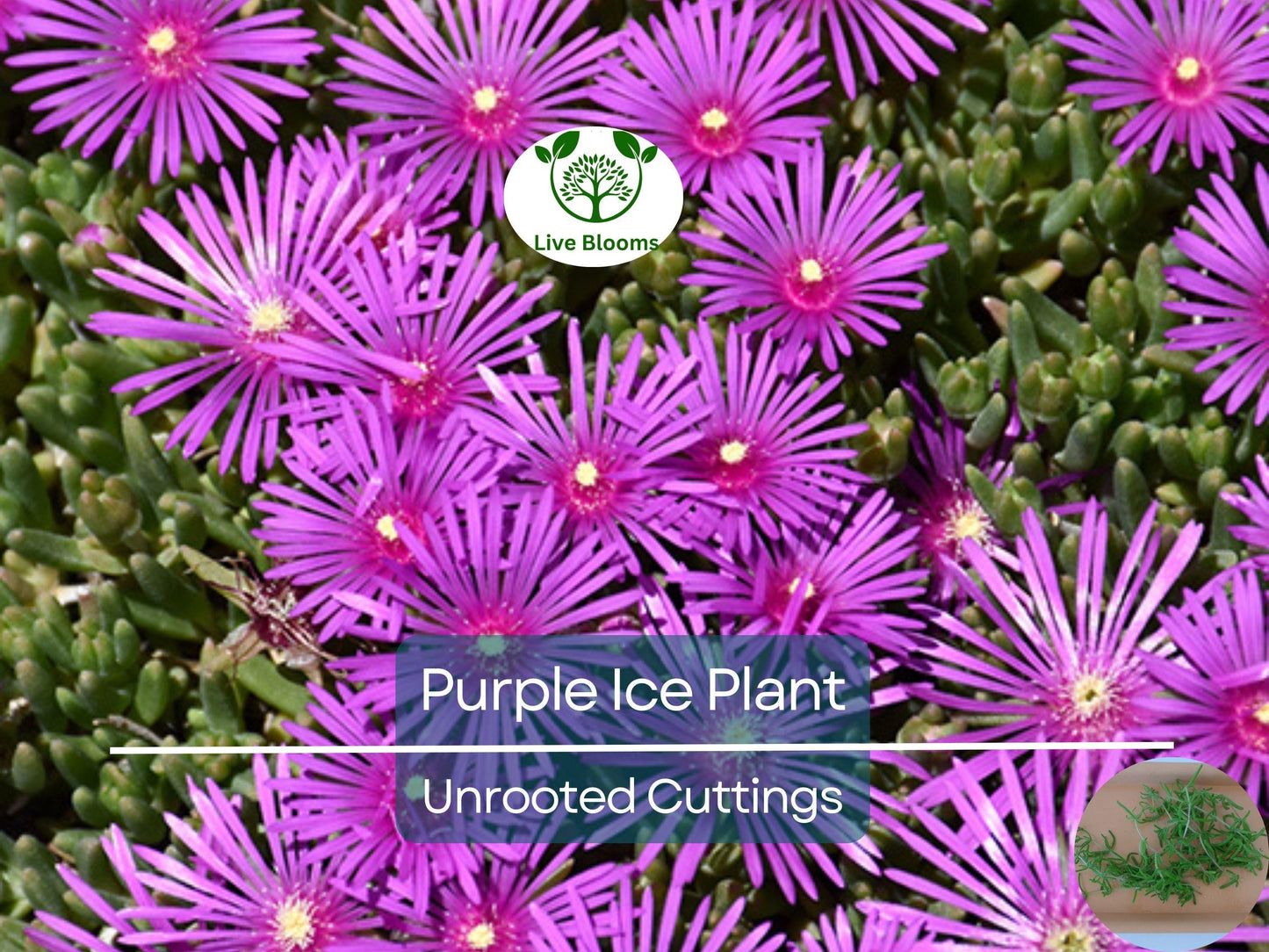 12 Creeping Ice Plant Purple/Pink Unrooted Cuttings - Rare Delosperma Succulent Ground Cover