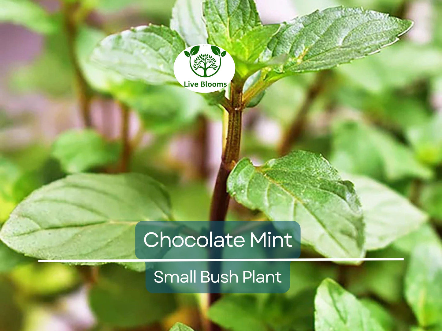 Chocolate Mint Small Bush Plant 8" Tall - Aromatic Herb for Tea & Cooking, Easy to Grow