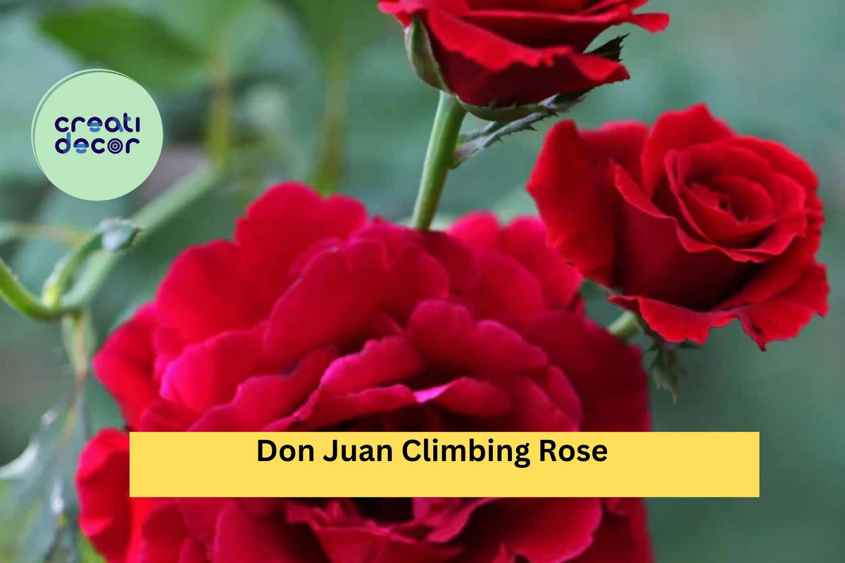 Don Juan Climbing Rose Plant - Live Well-Rooted Red Perennial Vine - Rosa ‘Don Juan’ - Fragrant Flower for Trellis Garden