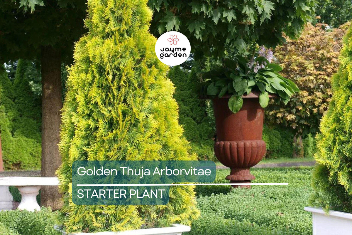 Golden Thuja Arborvitae Seedling | 8-14" Live Evergreen Shrub in Quart Pot | Privacy Hedge Plant (Thuja plicata)