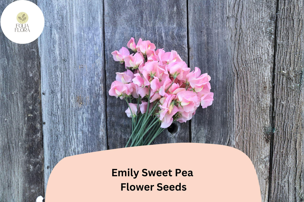 Emily Sweet Pea Seeds 50+ | Soft Pink Climbing Vine | Lathyrus odoratus | Annual Garden Planting