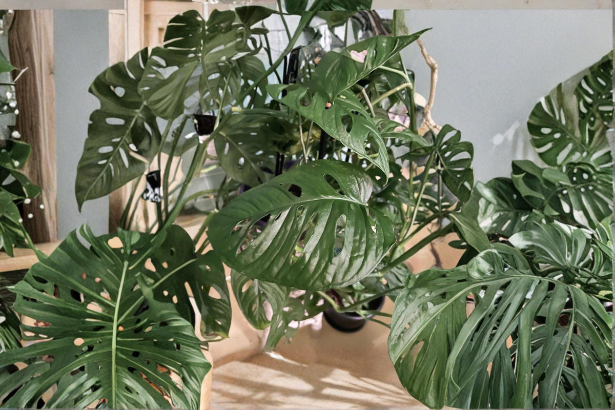Monstera Adansonii Cuttings - 2 Leaves Each, Swiss Cheese Plant, Tropical Climbing Houseplant, Monstera adansonii