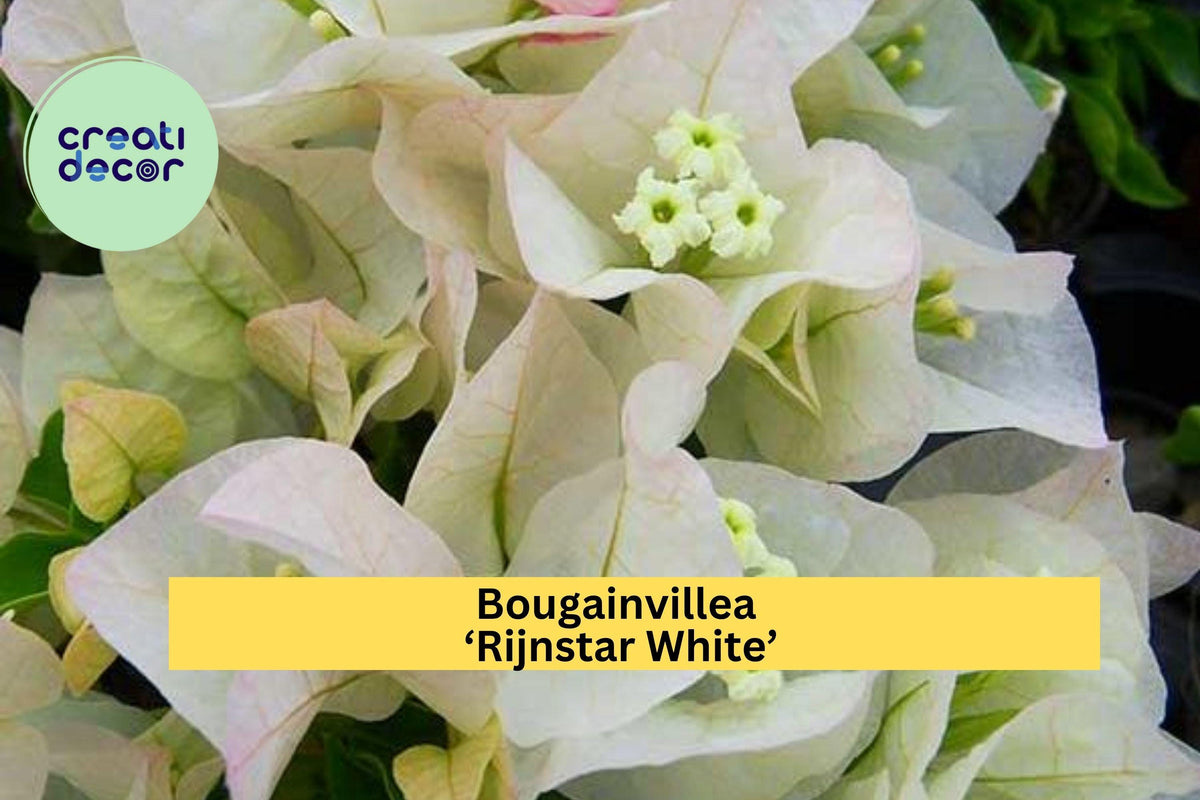 Live Bougainvillea Plug Plant | Rijnstar White | Bougainvillea glabra | Tropical Flowering Vine for Zones 9–11
